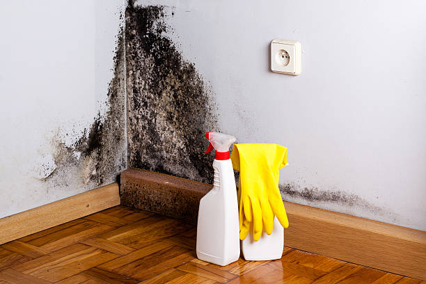 Best Residential Mold Inspection & Testing  in Pomona, CA